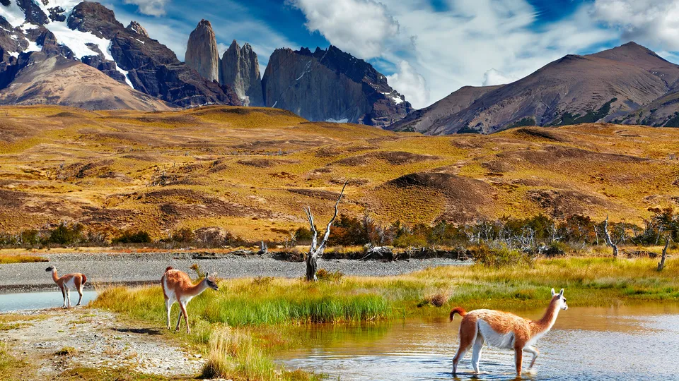 Animali che si abbeverano nel Parco Nazionale di Torres del Paine in Cile