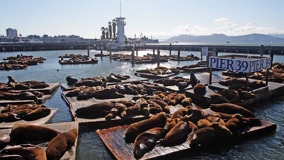 Pier 39