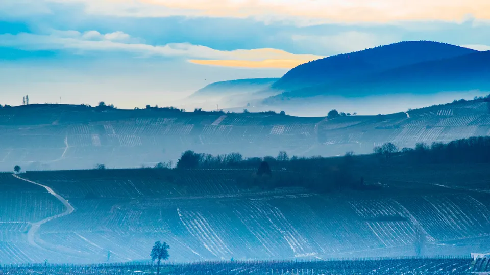 Veduta sui vigneti lungo la strada dei vini alsaziana
