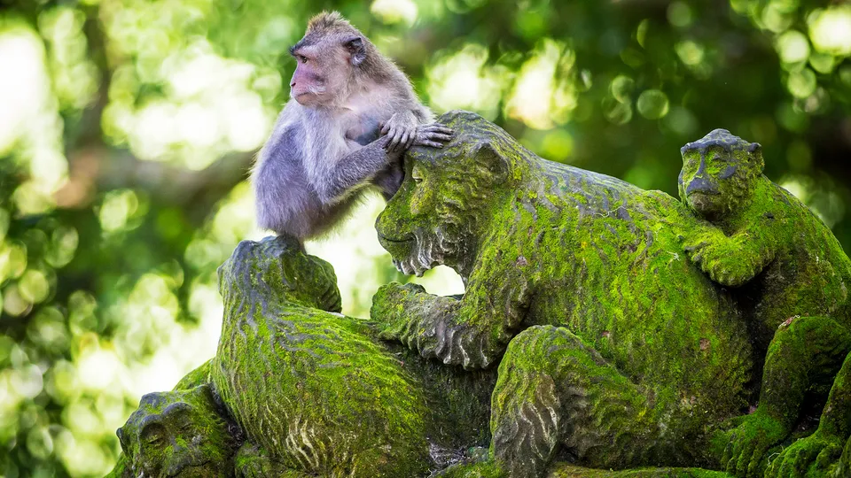 Foresta delle scimmie a Ubud