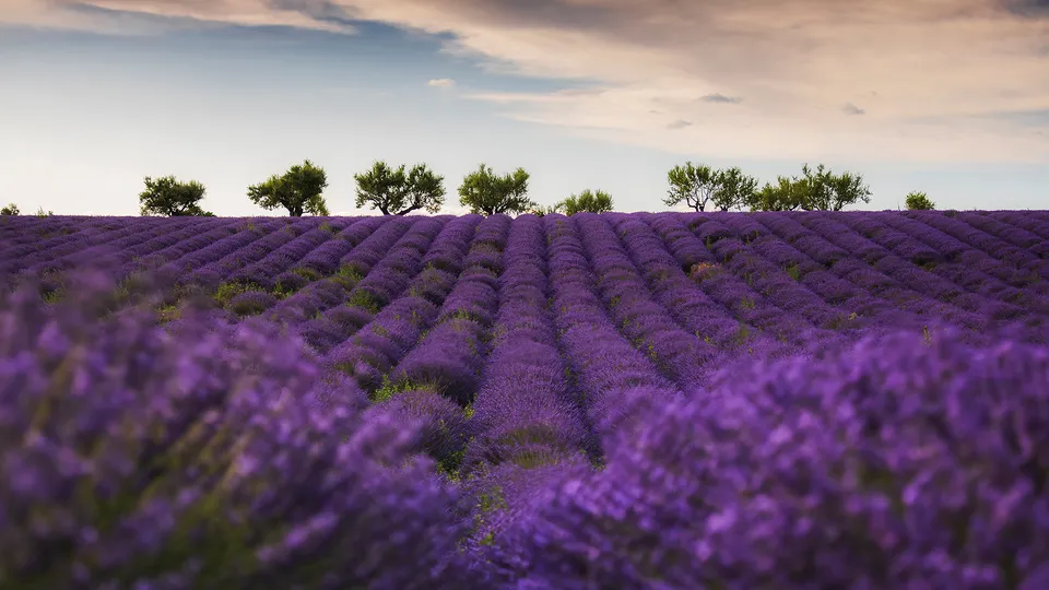 Campi di lavanda a Valensole in Provenza