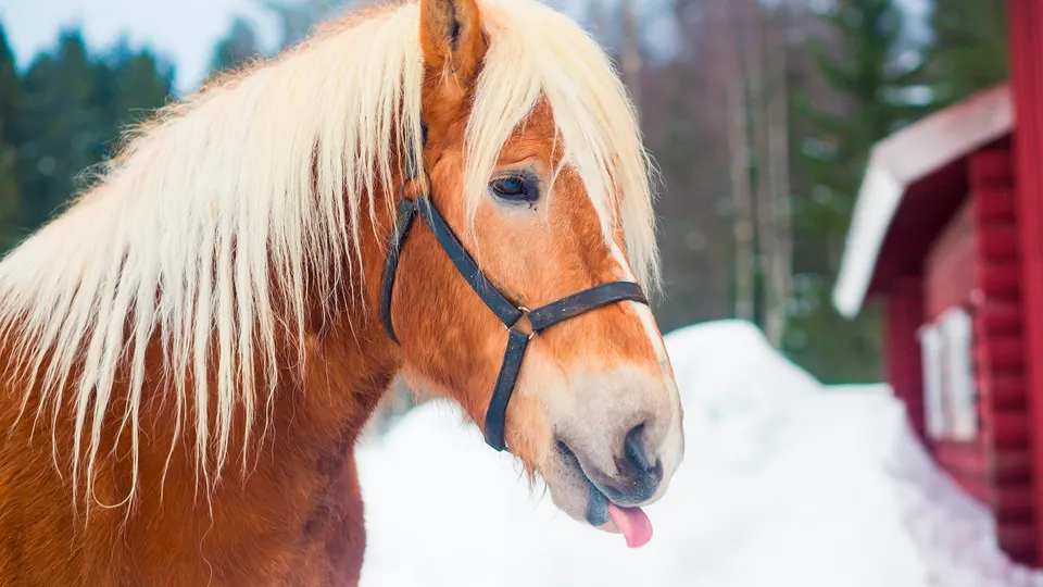Cavallo Islandese