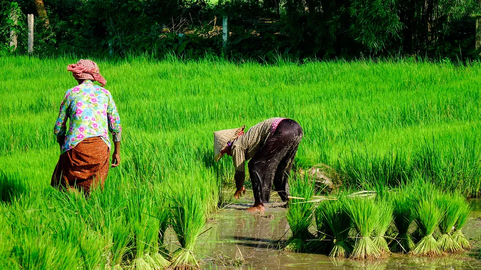 Risaie lungo il fiume a Chau Doc