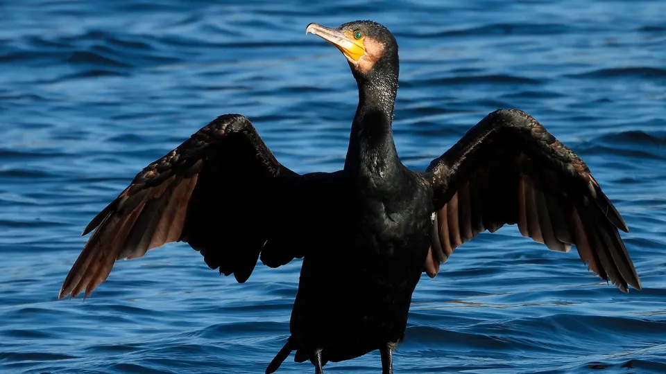 Cormorano nero con ali aperte