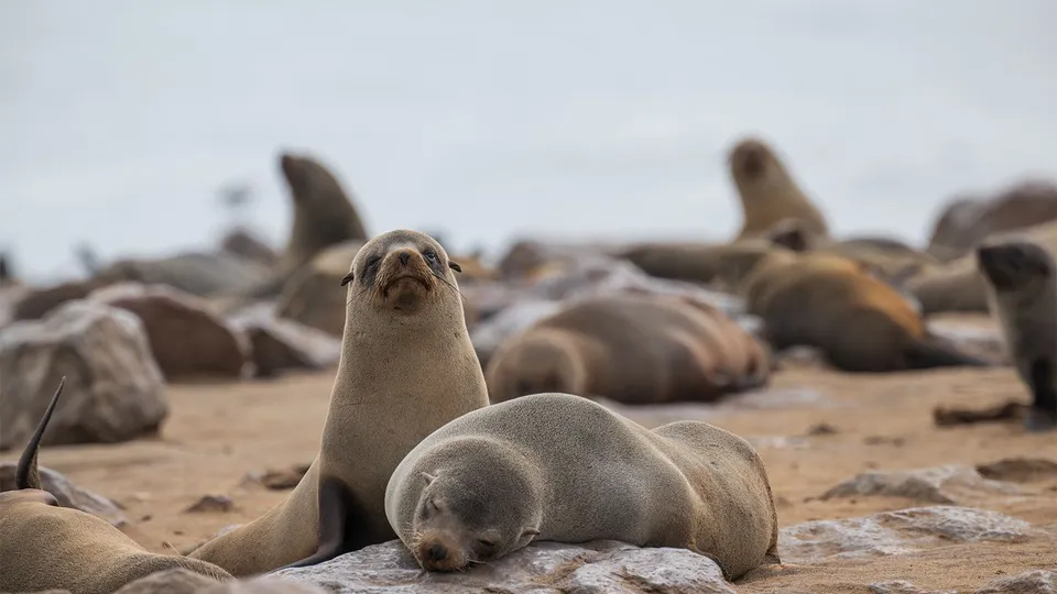 Diario di viaggio in Namibia: otarie