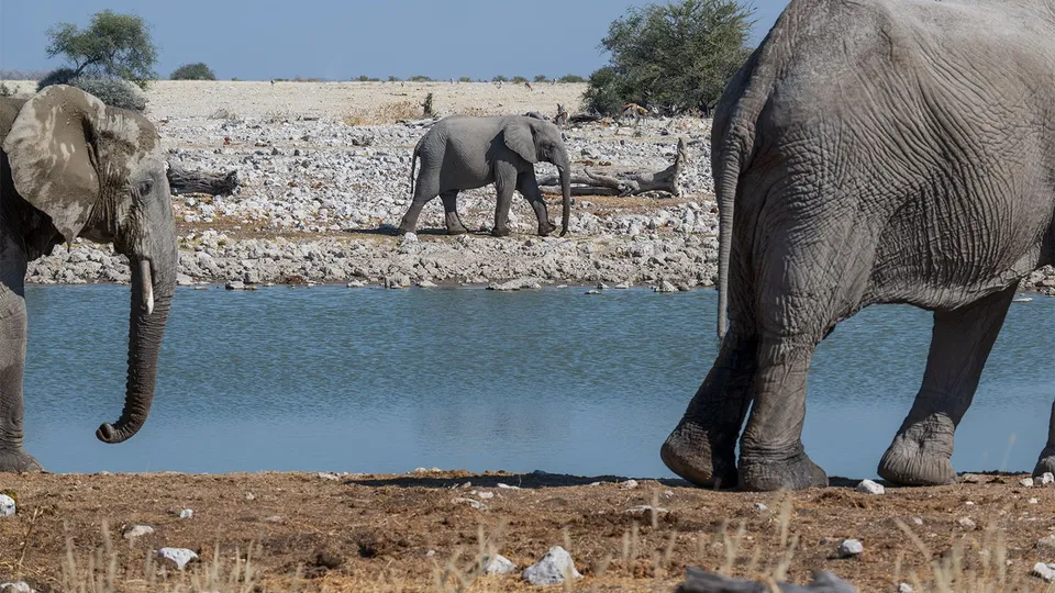Diario di viaggio in Namibia: elefanti