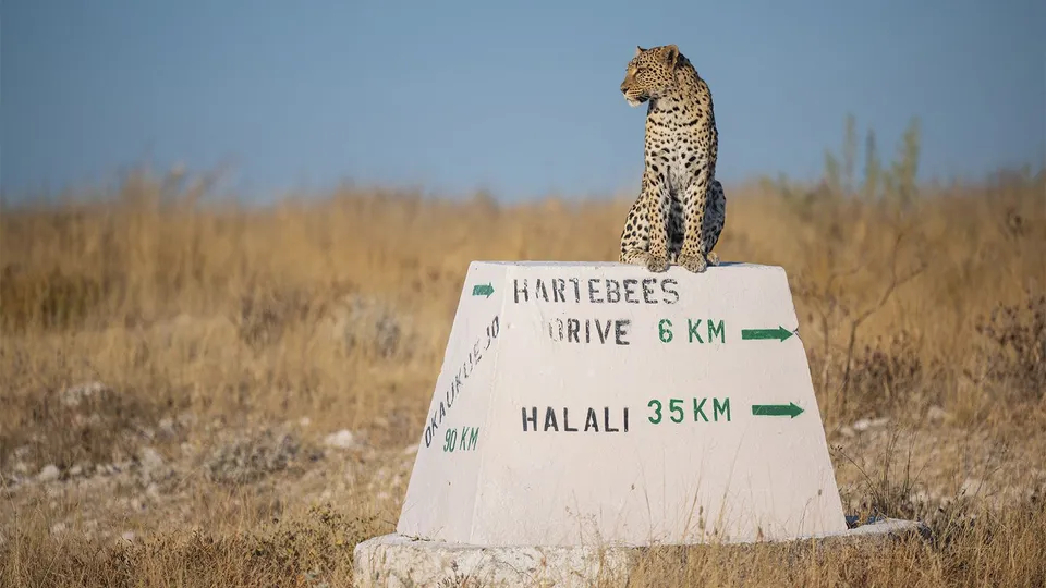 Diario di viaggio in Namibia: leopardo al sole