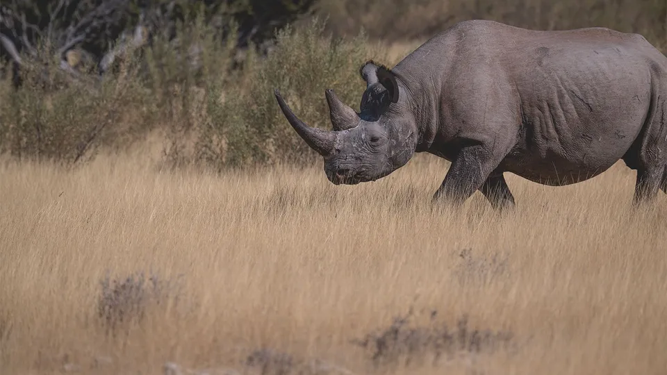 Diario di viaggio in Namibia: rinoceronte