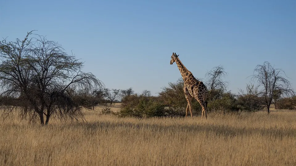 Diario di viaggio in Namibia: giraffa