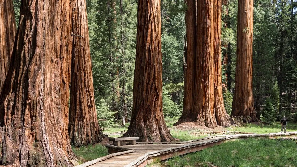 Tuolumne Grove of Gian Sequoia