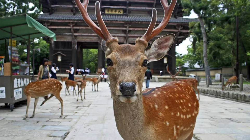 Nara