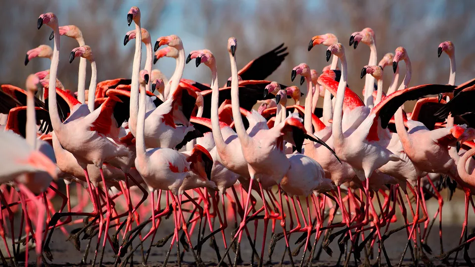 Fenicotteri rosa della Camargue
