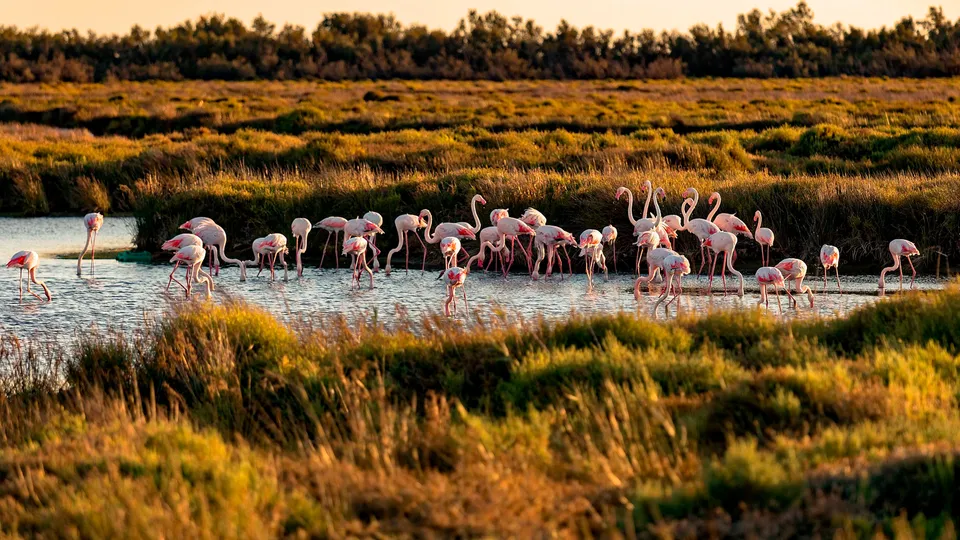 Fenicotteri rosa della Camargue