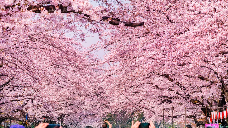 Fioritura dei ciliegi nel parco Ueno