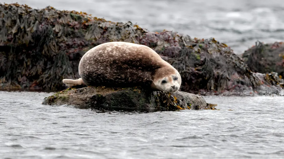 Foca nella laguna glaciale di Jokulsarlon