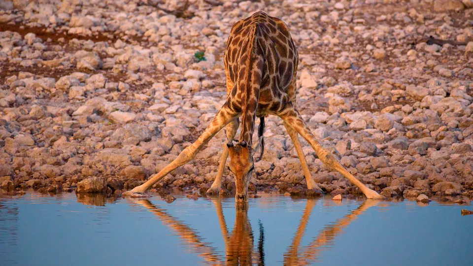 Giraffa che beve ad una pozza d'acqua in Namibia