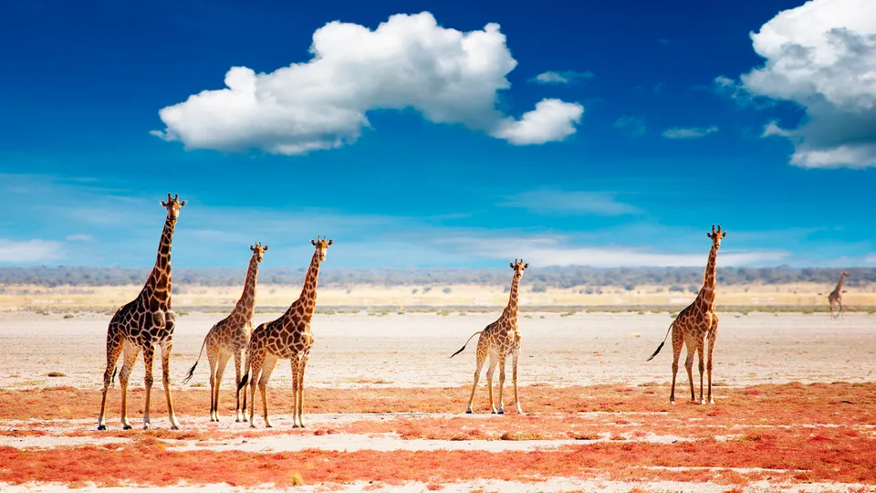 Giraffe in Namibia