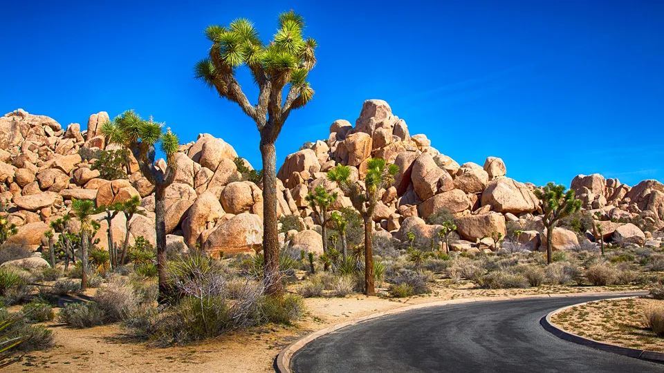 Joshua Tree National Park