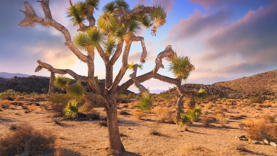 Joshua Tree National Park