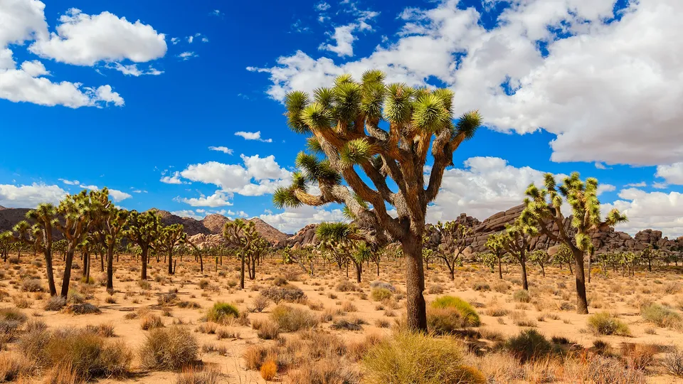 Joshua Tree National Park