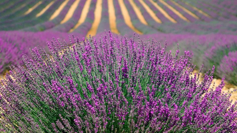 Campi di lavanda