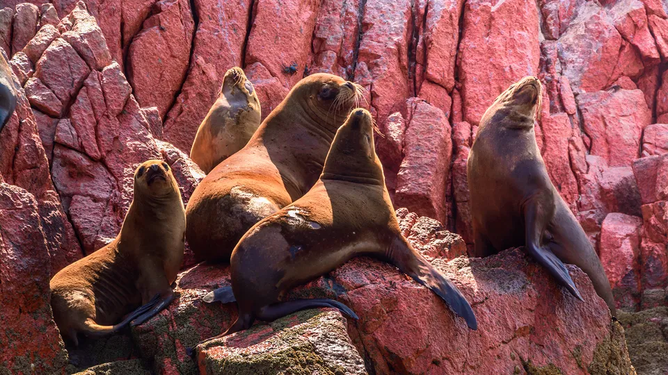 Gruppo di leoni marini sulle rocce