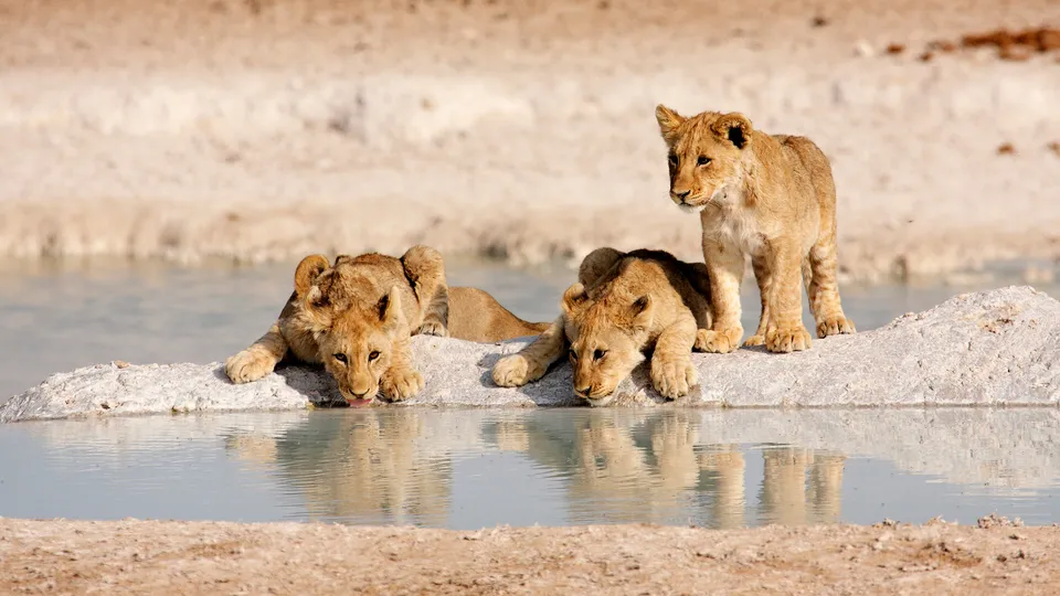 Leoncini all'Etosha National Park