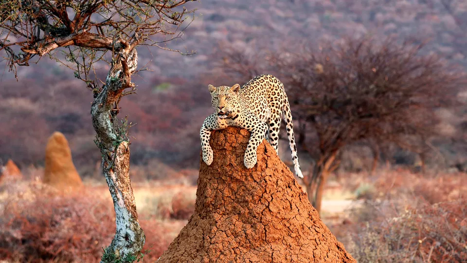 Leopardo all'Etosha National Park