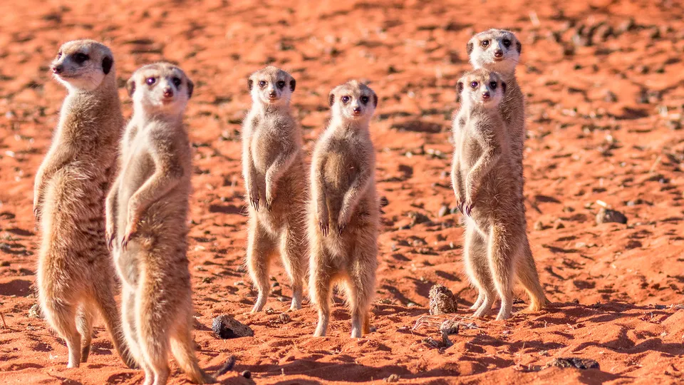 Namibia, suricate