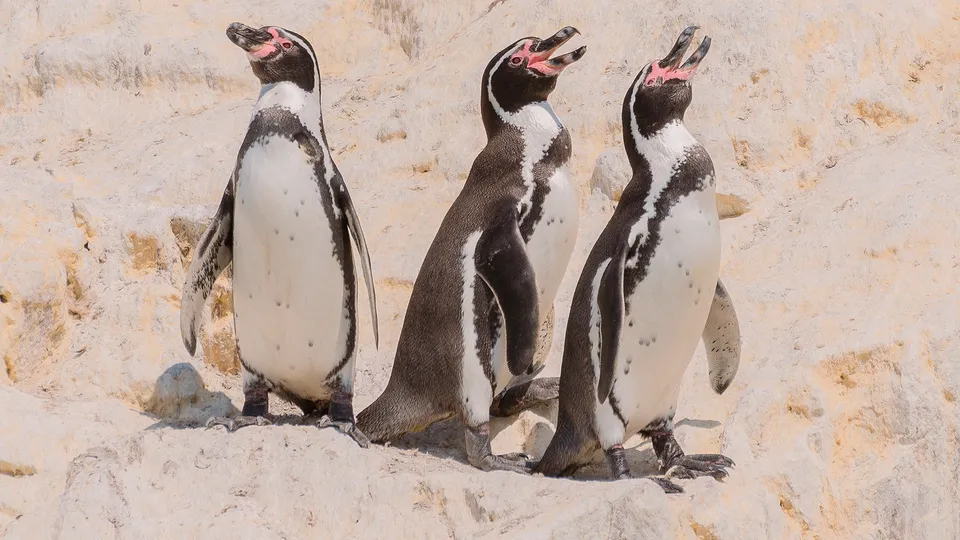 Tre pinguini