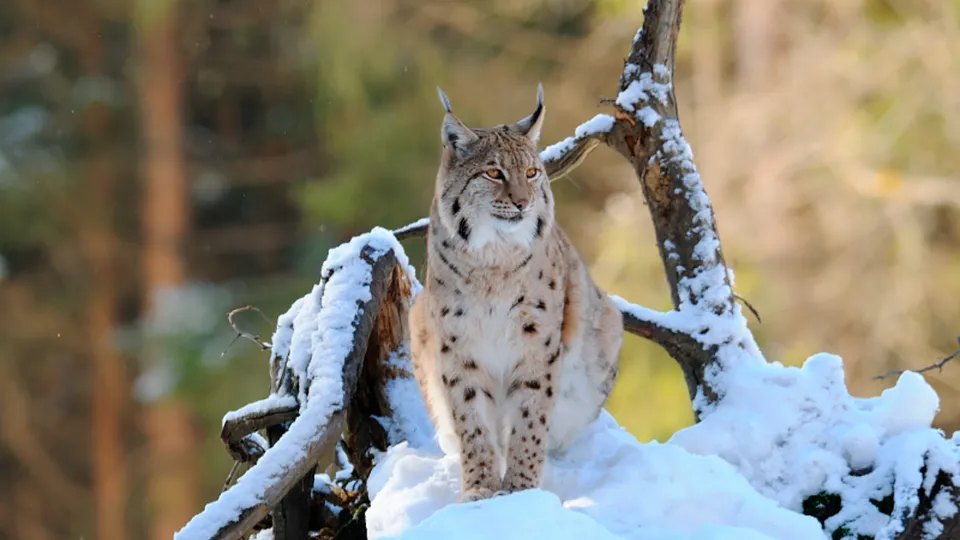 Lince al Polar Park