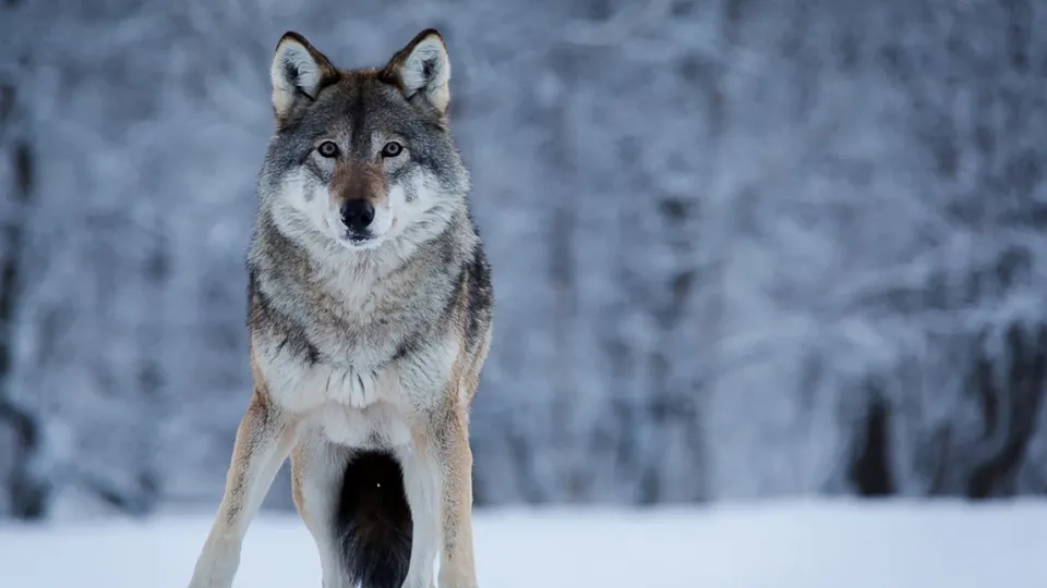 Lupo al Polar Park