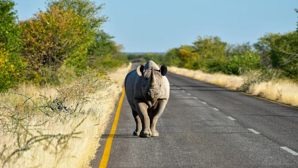 Rinoceronte sulla strada in Namibia