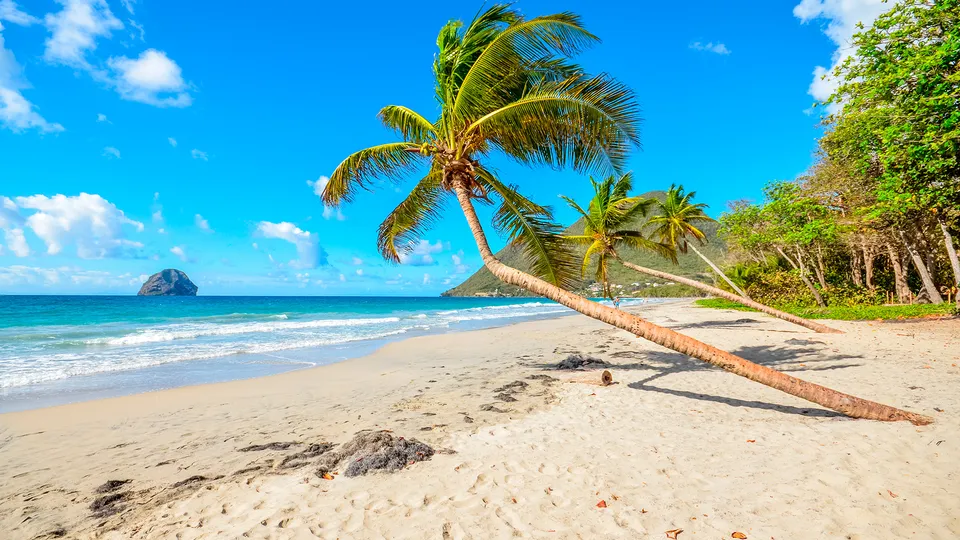 Spiaggia caraibica con palma
