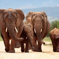 Tour organizzato meraviglie del Sudafrica