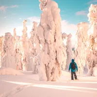 Foreste della Lapponia Finlandese