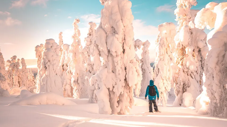 Foreste della Lapponia Finlandese