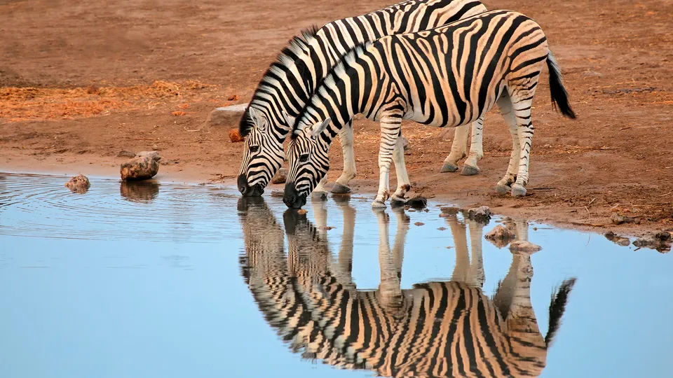 Zebre ad una pozza d'acqua
