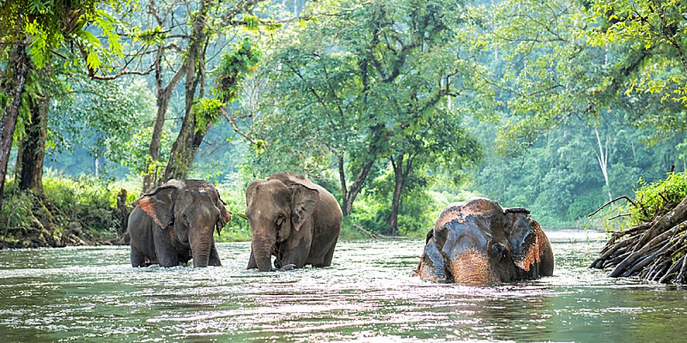 Thailandia: incontri ravvicinati.