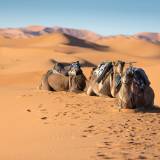 cammelli nel deserto del marocco