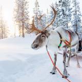 viaggio di gruppo organizzato norvegia popolo sami