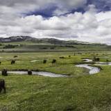 viaggio organizzato negli stati uniti yellowstone lamar valley