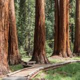 viaggio organizzato negli usa tuolumne grove of gian sequoia