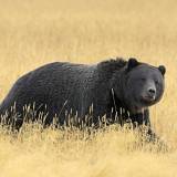 viaggio organizzato stati uniti yellowstone grizzly