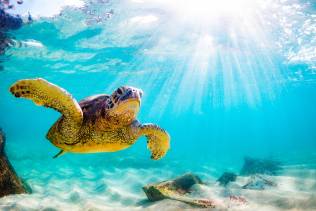 Snorkeling con le tartarughe alle isole Hawaii