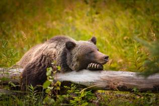 Canada Orso