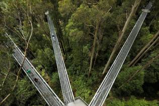 Otway tree top walk