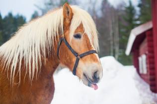 cavallo islanda
