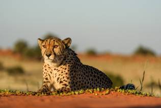 ghepardo Kalahari desert