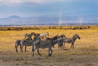 Zebra in Amboseli